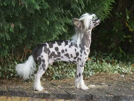 Cățeluși câine Crested chinez Cățeluși câine Crested chinez