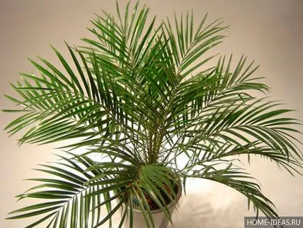 Houseplant ca un copac de palmier