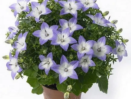 Mireasa si mirele mână clopot Mireasa si mirele mână clopot