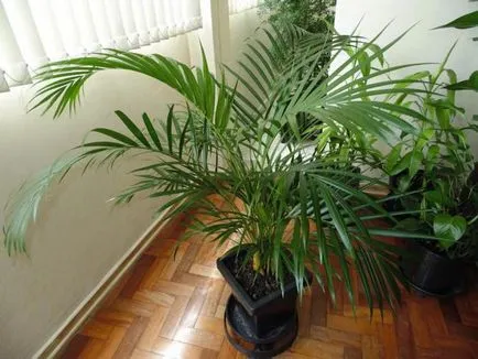 Houseplant ca un copac de palmier