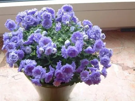 Mireasa si mirele mână clopot Mireasa si mirele mână clopot