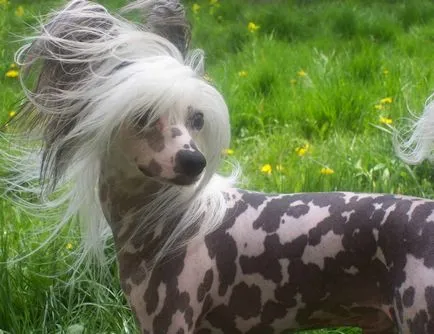 Cățeluși câine Crested chinez Cățeluși câine Crested chinez