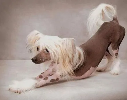 Cățeluși câine Crested chinez