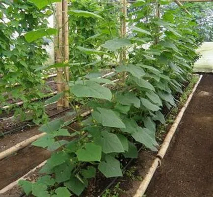 Calendarul lunar pentru plantare castraveți