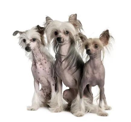 Cățeluși câine Crested chinez Cățeluși câine Crested chinez