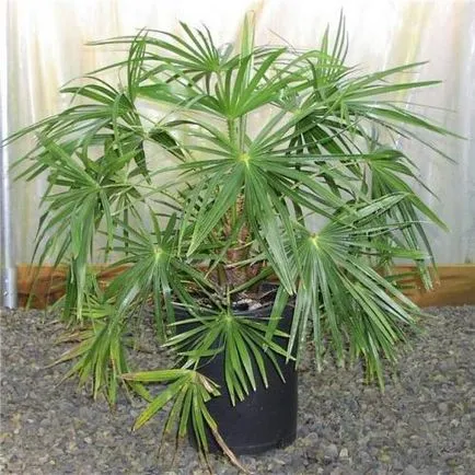 Houseplant ca un copac de palmier Houseplant ca un copac de palmier