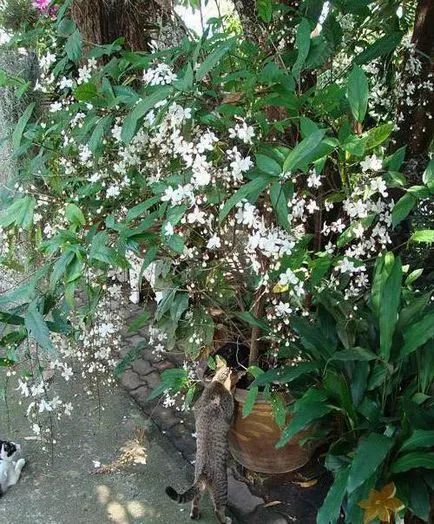 Reproducerea Clerodendrum la domiciliu