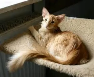 Ce este o pisica orientala