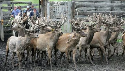 Cum de a merge la Altai Cum de a merge la Altai