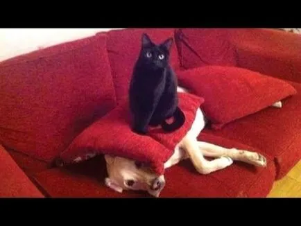 Cat însuși labe