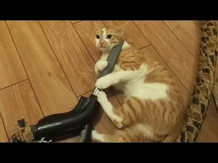 Cat însuși labe