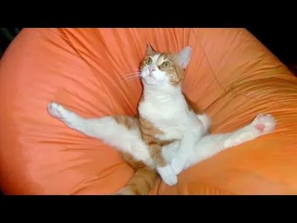 Cat însuși labe