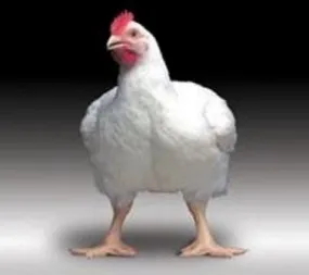 pui broiler rasa pui broiler rasa