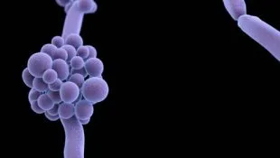 Cum de a vindeca drojdie infecție la bărbați