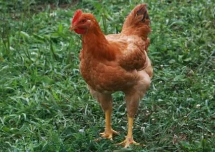 pui broiler rasa