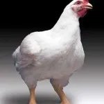 pui broiler rasa