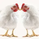pui broiler rasa