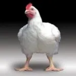 pui broiler rasa