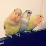 Ca budgies vărsat Ca budgies vărsat