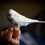 Ca budgies vărsat Ca budgies vărsat