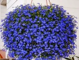 Cum să crească Lobelia Cum să crească Lobelia