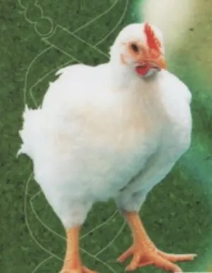 pui broiler rasa pui broiler rasa