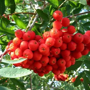 copaci ornamentali pentru a da