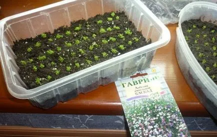 Cum să crească Lobelia Cum să crească Lobelia