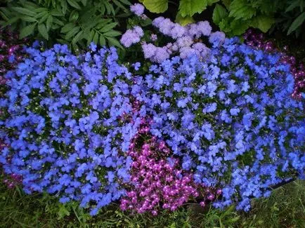 Cum să crească Lobelia Cum să crească Lobelia