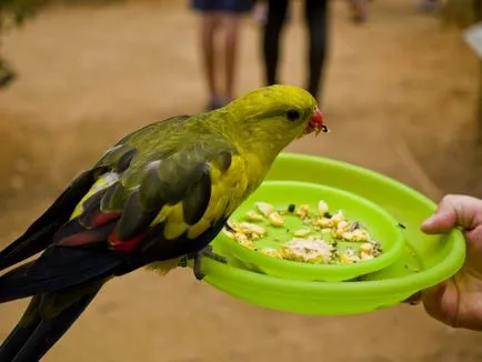 Ca budgies vărsat Ca budgies vărsat