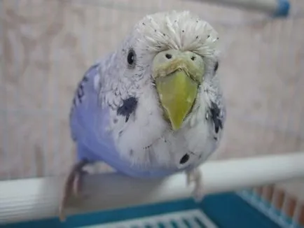 Ca budgies vărsat