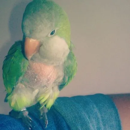 Ca budgies vărsat Ca budgies vărsat