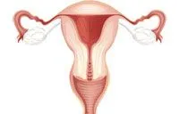 Cum se simte uterul