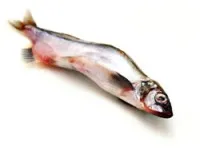 Cât de util de capelin Cât de util de capelin