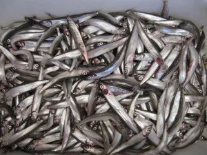 Cât de util de capelin Cât de util de capelin