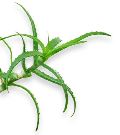 cosmetice Mirra Lyuks cosmetice Mirra Lyuks