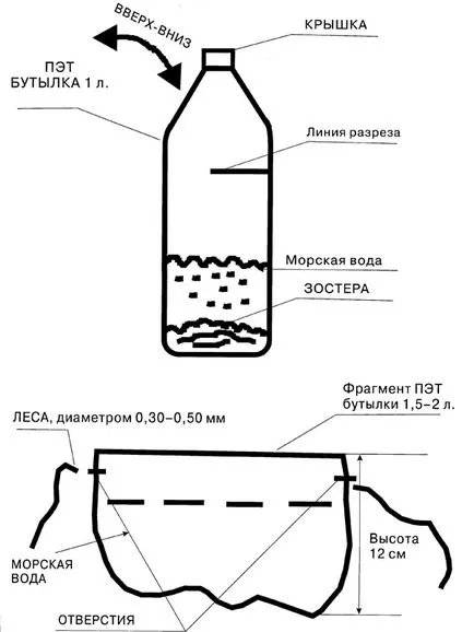 Cum de a găsi mare