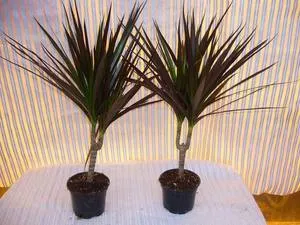 Houseplant ca un copac de palmier Houseplant ca un copac de palmier