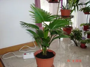Houseplant ca un copac de palmier Houseplant ca un copac de palmier