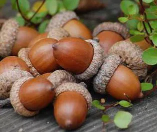 Ce este un fruct suculent