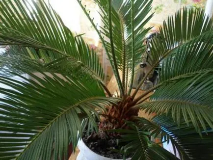 Houseplant ca un copac de palmier Houseplant ca un copac de palmier