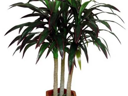 Houseplant ca un copac de palmier Houseplant ca un copac de palmier