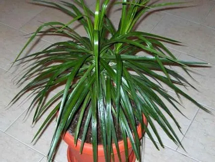 Houseplant ca un copac de palmier Houseplant ca un copac de palmier