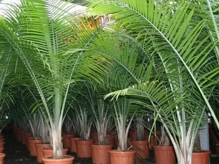 Houseplant ca un copac de palmier Houseplant ca un copac de palmier