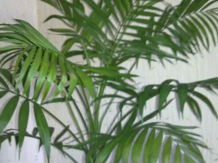 Houseplant ca un copac de palmier Houseplant ca un copac de palmier