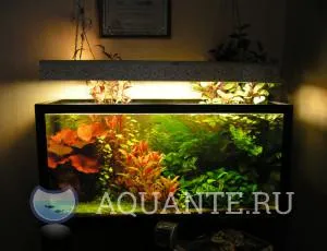 Start Aquarium