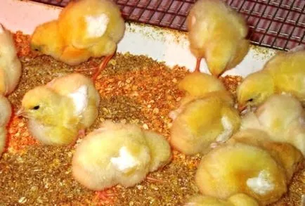 pui broiler rasa pui broiler rasa
