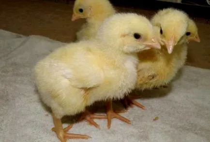 pui broiler rasa pui broiler rasa