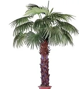 Palmier cu mâinile