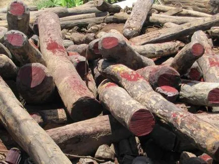 Rosewood fotografii de copac, proprietăți, culoare (proprietăți) fotografii de copac lemn de trandafir, proprietăți, culoare